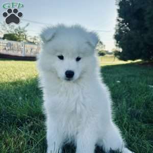 Iris, Samoyed Puppy
