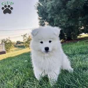 Iris, Samoyed Puppy