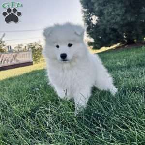 Iris, Samoyed Puppy