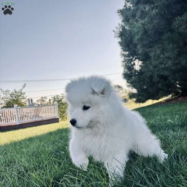 Iris, Samoyed Puppy