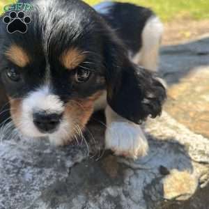 Charlie, Cavalier King Charles Spaniel Puppy
