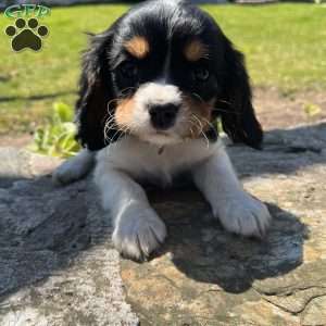 Charlie, Cavalier King Charles Spaniel Puppy