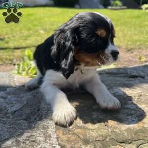 Charlie, Cavalier King Charles Spaniel Puppy