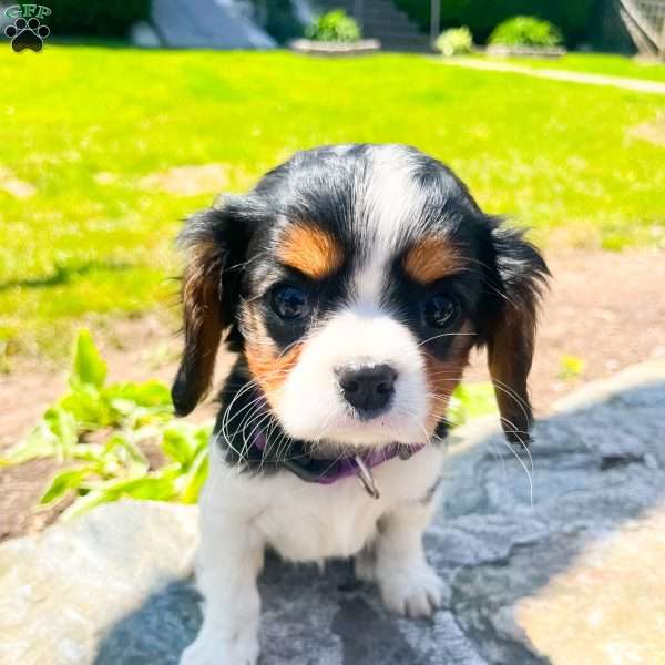 Charlie, Cavalier King Charles Spaniel Puppy