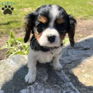 Charlie, Cavalier King Charles Spaniel Puppy
