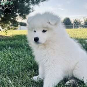 Iris, Samoyed Puppy