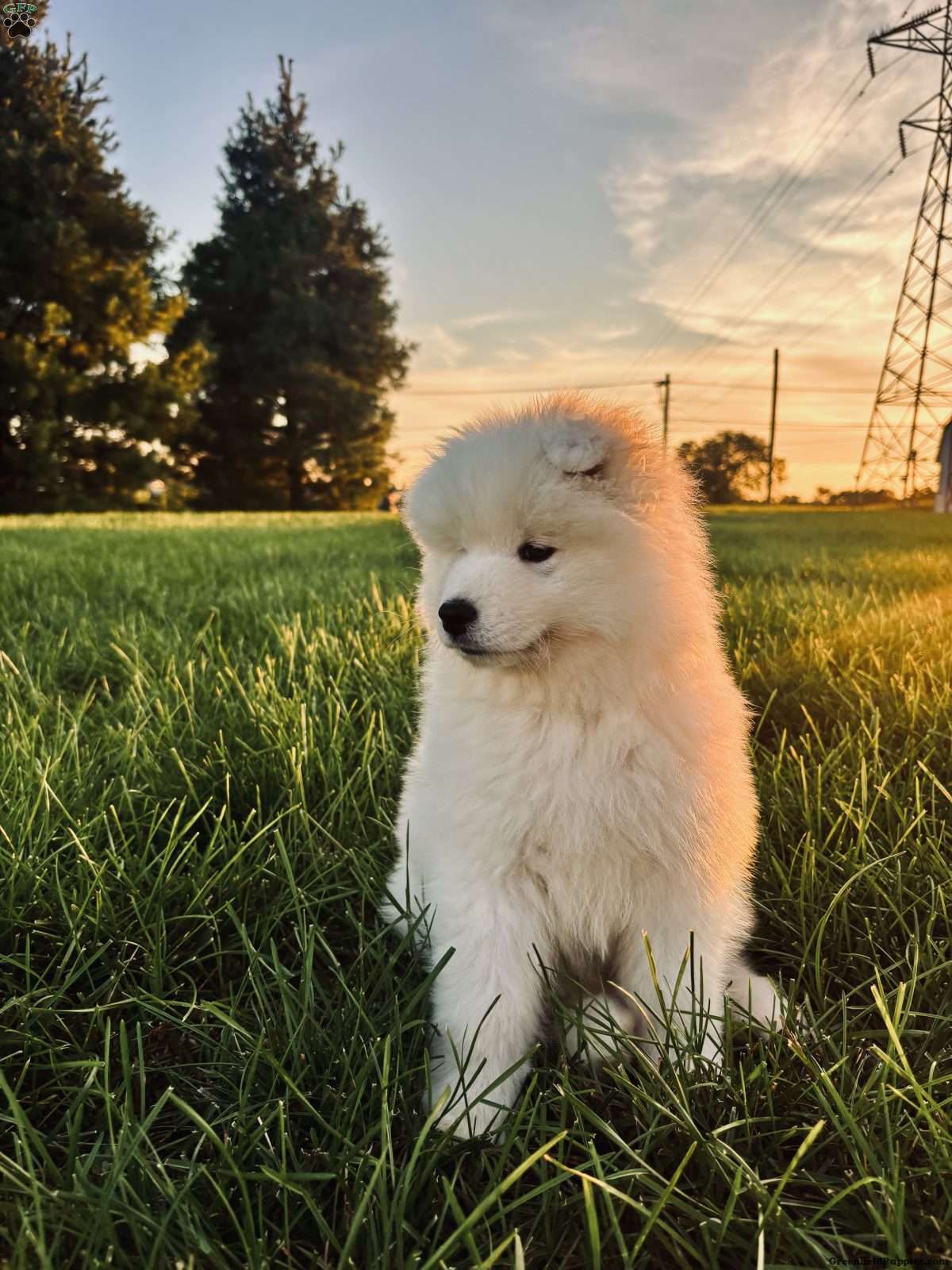 Teddy