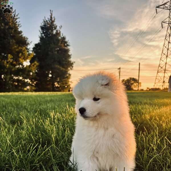 Teddy, Samoyed Puppy