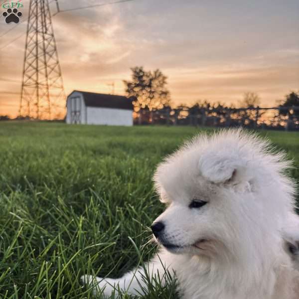 Marley, Samoyed Puppy