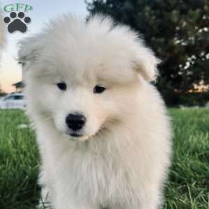 Marley, Samoyed Puppy