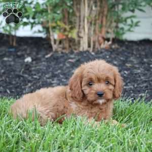 Silos, Cavapoo Puppy