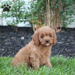 Silos, Cavapoo Puppy