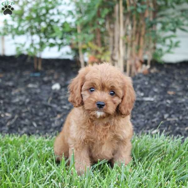 Silos, Cavapoo Puppy