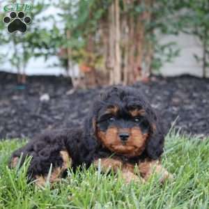 Mack, Cavapoo Puppy