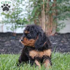Mack, Cavapoo Puppy