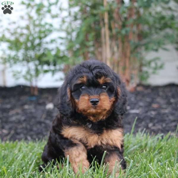 Mack, Cavapoo Puppy