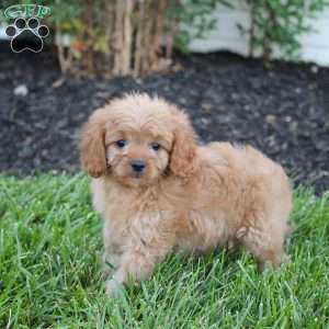 Molly, Cavapoo Puppy
