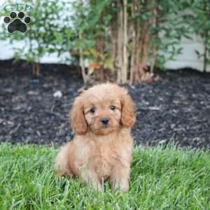 Molly, Cavapoo Puppy