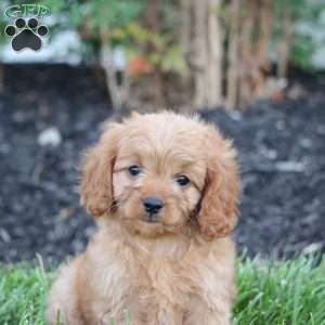 Molly, Cavapoo Puppy