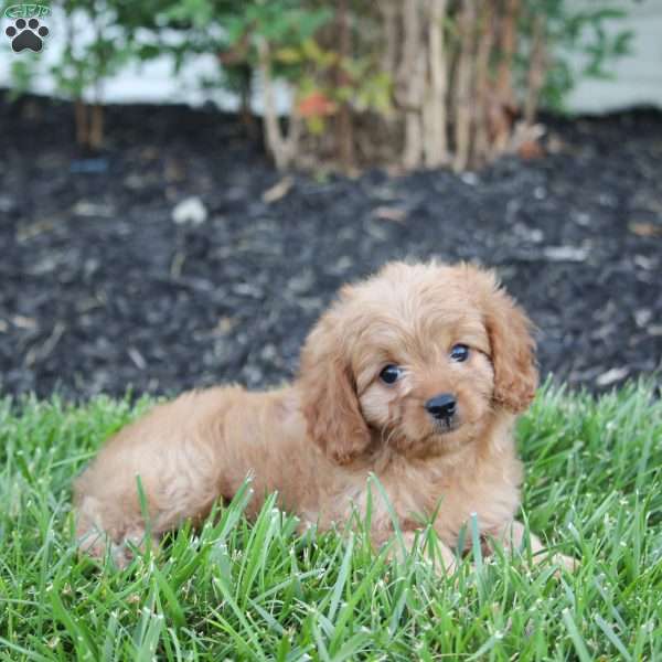 Molly, Cavapoo Puppy