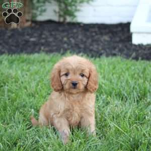 Molly, Cavapoo Puppy