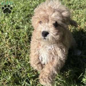Zane, Toy Poodle Puppy