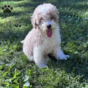 Ziggy, Toy Poodle Puppy