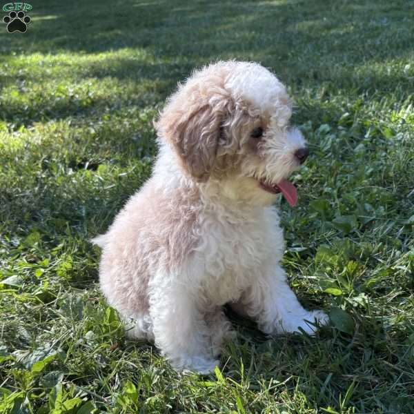 Ziggy, Toy Poodle Puppy