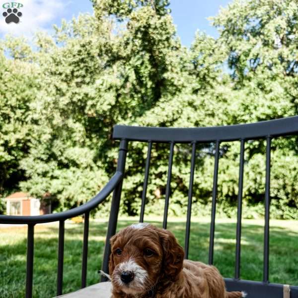 Zion, Mini Goldendoodle Puppy