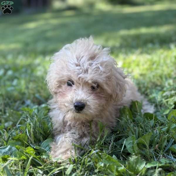 Zara, Toy Poodle Puppy