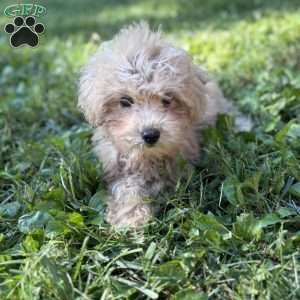 Zara, Toy Poodle Puppy