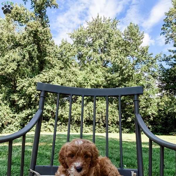 Dakota, Mini Goldendoodle Puppy