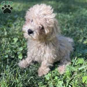 Zara, Toy Poodle Puppy