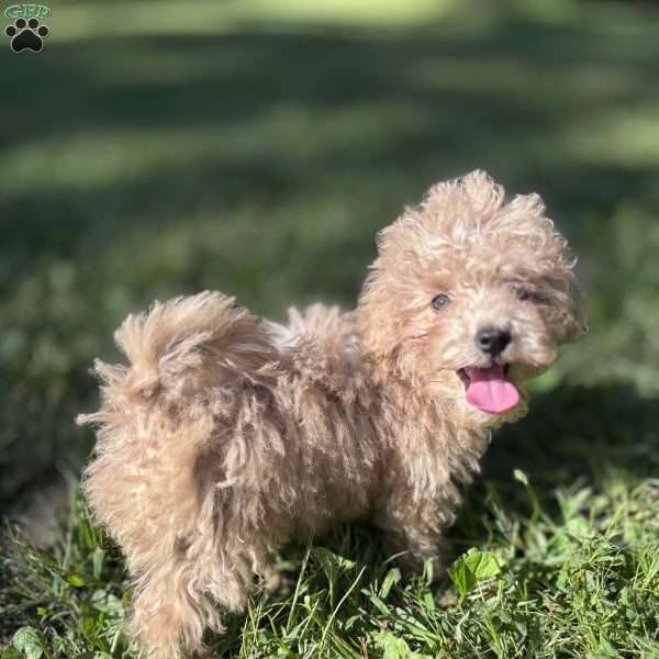 Zane, Toy Poodle Puppy