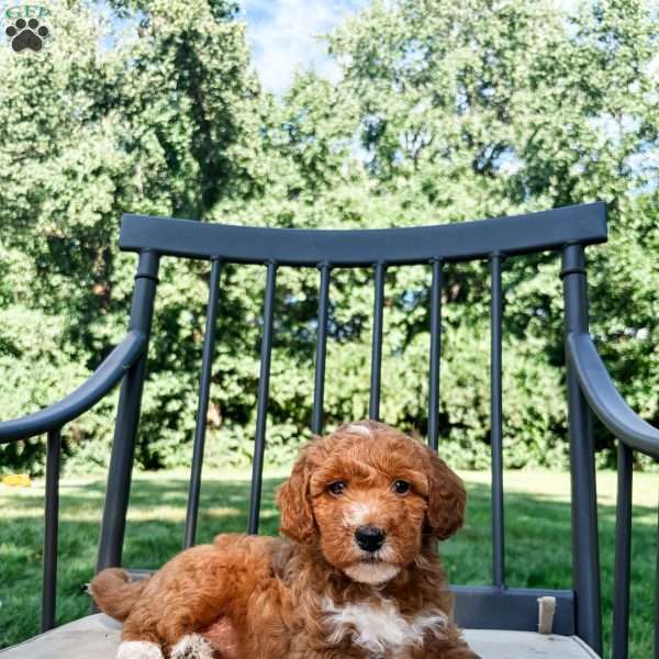 Dolly, Mini Goldendoodle Puppy
