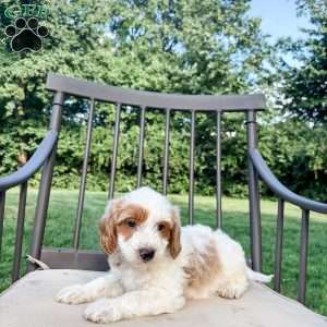 Remy, Mini Goldendoodle Puppy