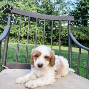 Remy, Mini Goldendoodle Puppy