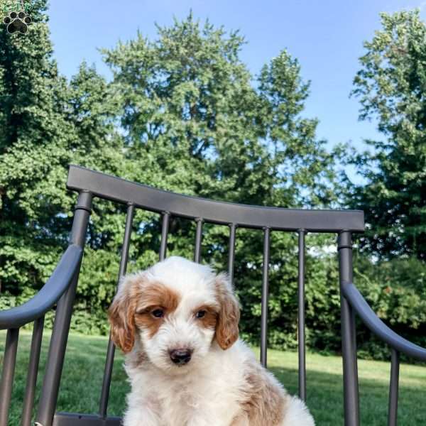 Remy, Mini Goldendoodle Puppy
