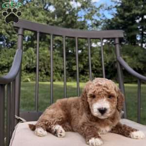 Aspen, Mini Goldendoodle Puppy