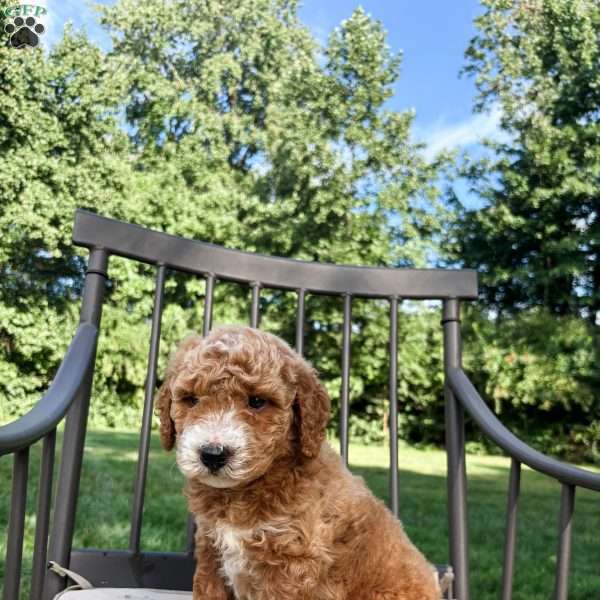 Aspen, Mini Goldendoodle Puppy