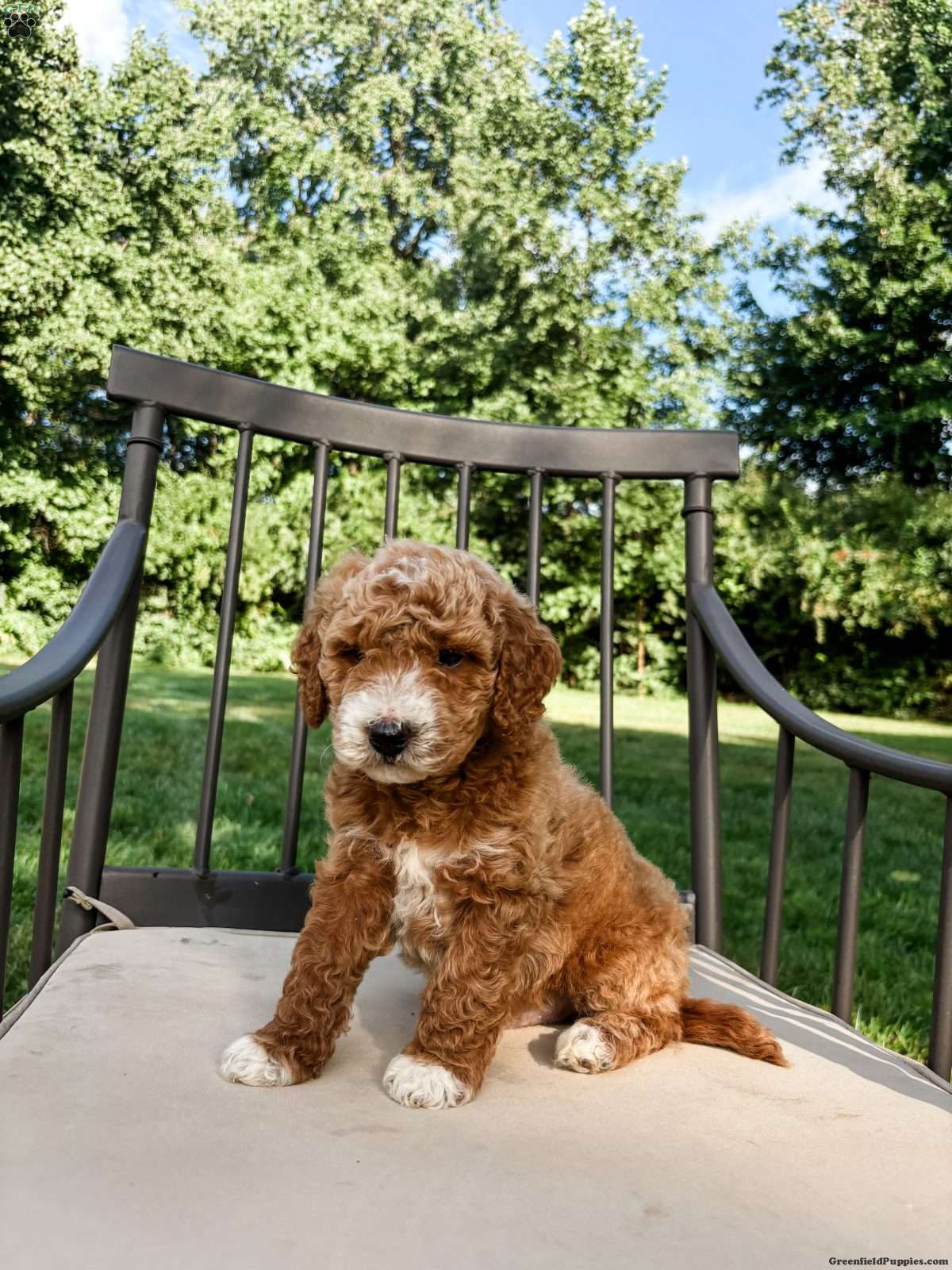 Aspen, Doodle / designer cross