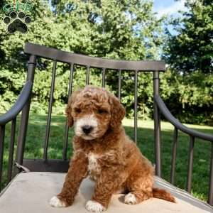 Aspen, Mini Goldendoodle Puppy