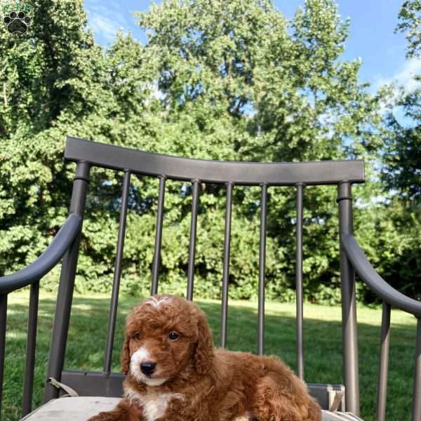 Dallas, Mini Goldendoodle Puppy