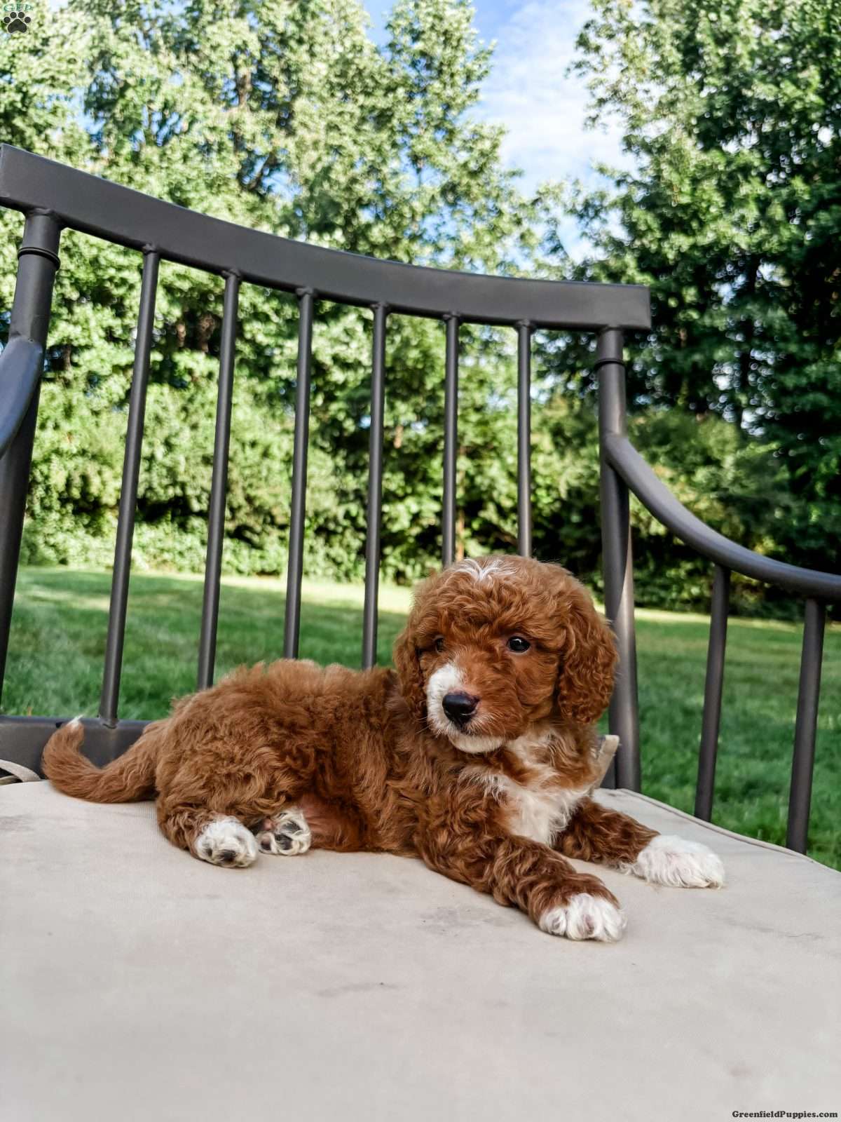 Dallas, Doodle / designer cross