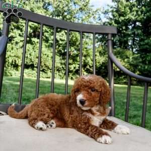 Dallas, Mini Goldendoodle Puppy