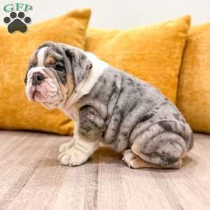 Edgar, English Bulldog Puppy