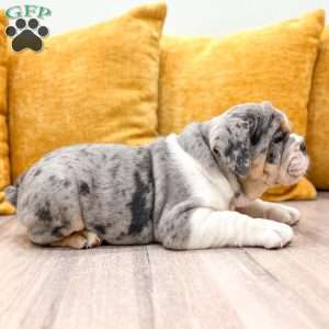 Edgar, English Bulldog Puppy