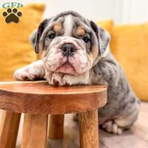 Edgar, English Bulldog Puppy