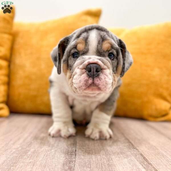 Edgar, English Bulldog Puppy