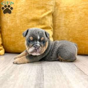 Clare, English Bulldog Puppy
